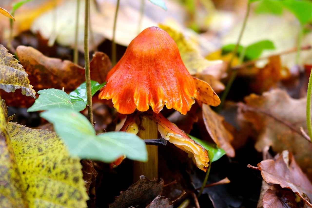 d&eacute;couvrez notre cire pour bois de haute qualit&eacute;, id&eacute;ale pour prot&eacute;ger et embellir toutes vos surfaces en bois tout en respectant l'environnement.
