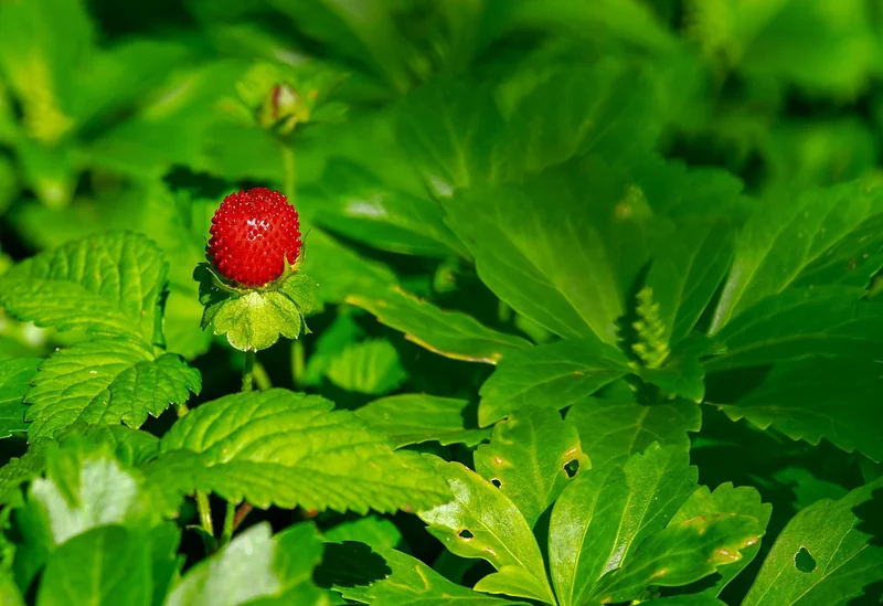 Entretien des plants de fraises : arrosage, taille et maladies