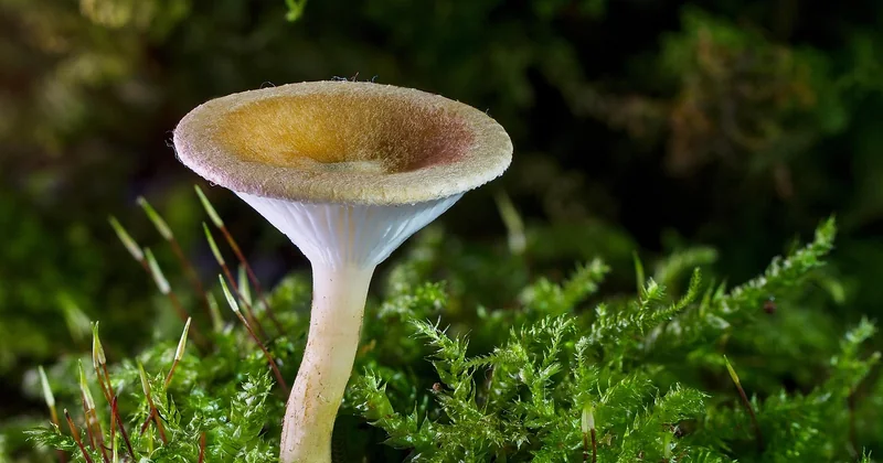 Tableau comparatif : mérule, coniophore, polypore