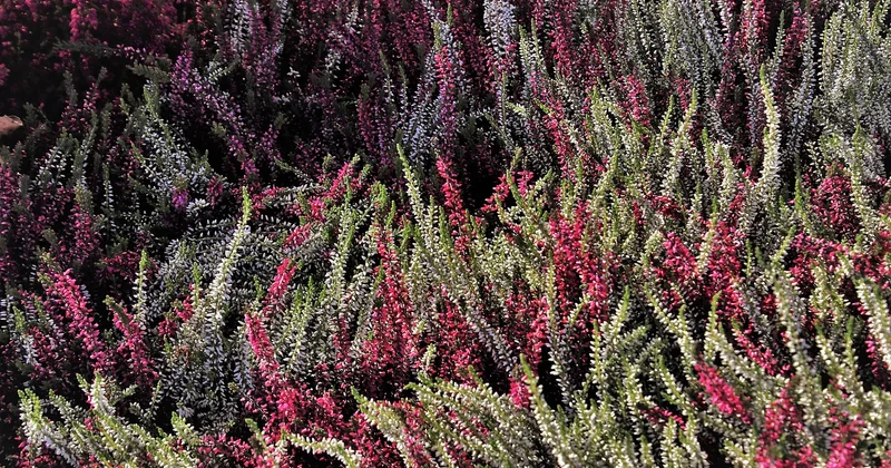 Décoration saisonnière : ce qui coûte cher, et ce qui ne coûte presque rien