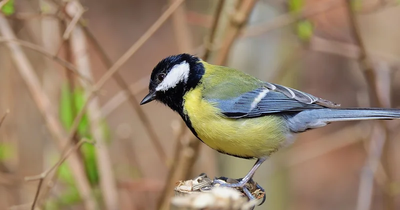 Charbonnière, bleue, noire : savoir qui vous avez sous les yeux