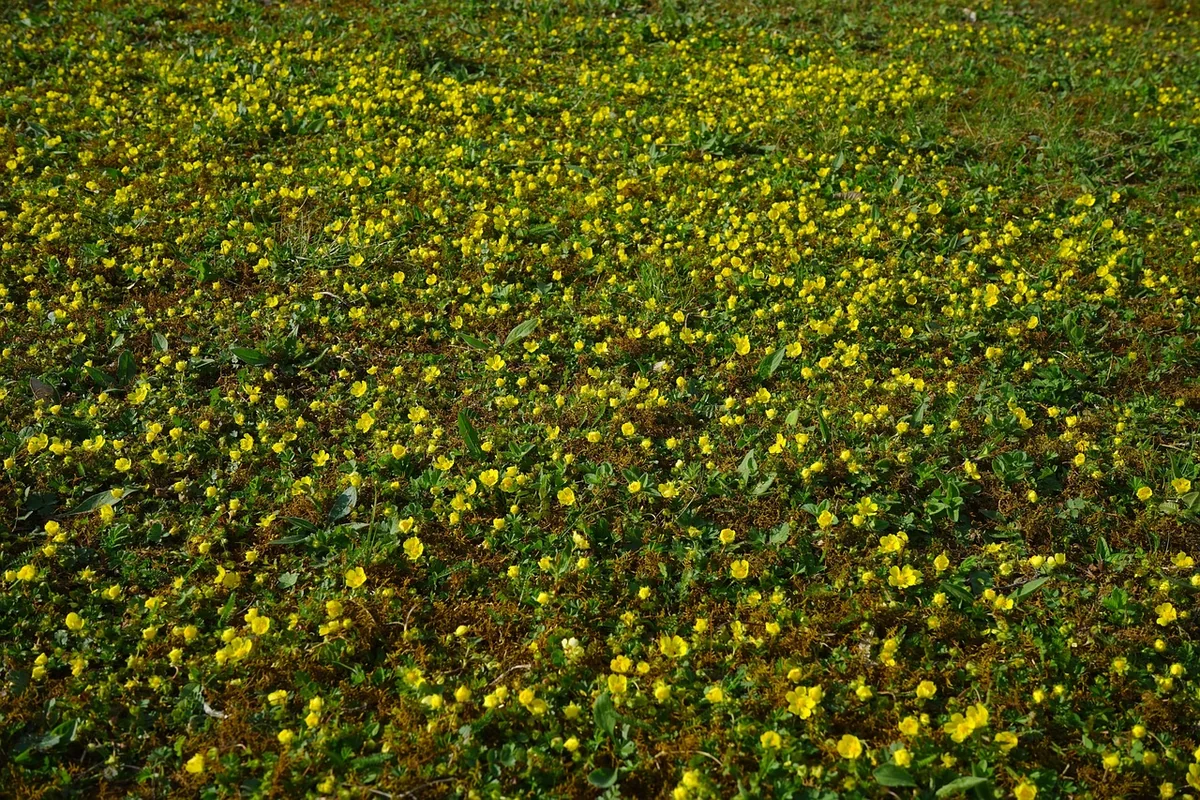 Les conditions idéales : sol, exposition et climat