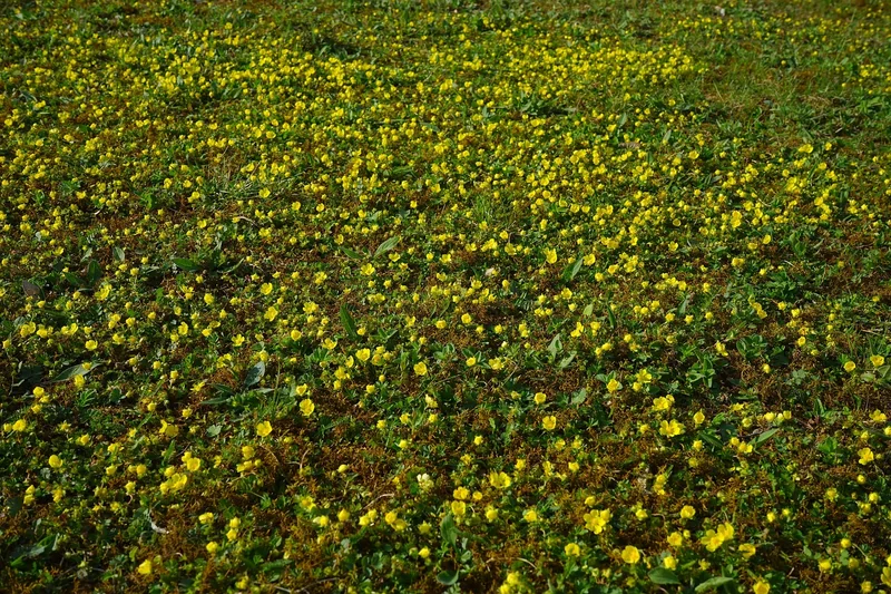 Les conditions idéales : sol, exposition et climat