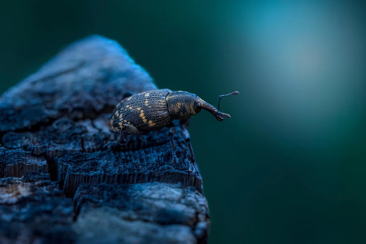 Quels insectes piquent la nuit en 2026 : guide pour des nuits sereines