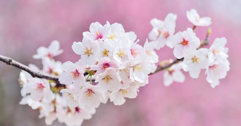 Rose poudree : la couleur tendance qui adoucit votre style