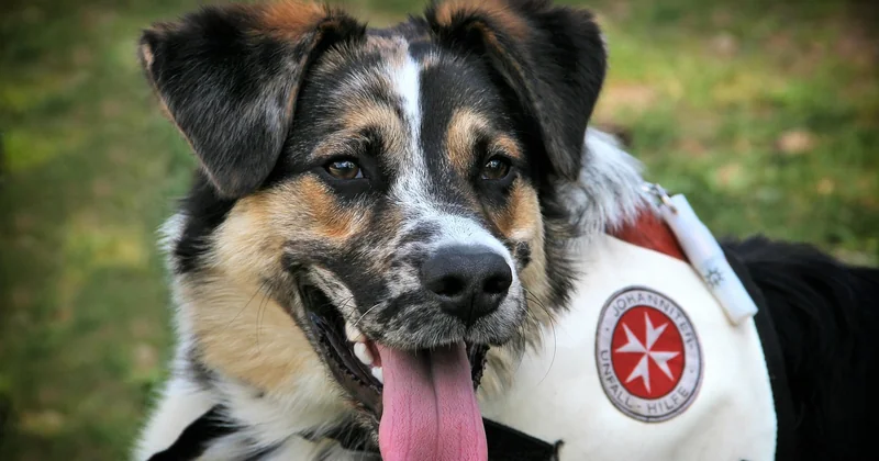Détection canine ou traitement direct : le calcul qui compte