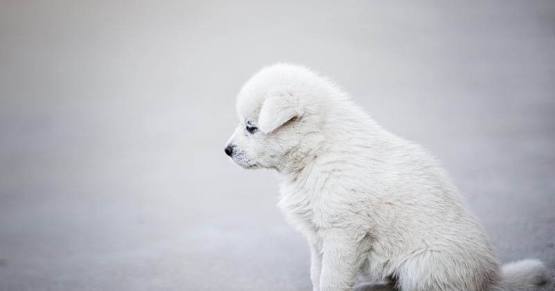 Tarif chien détecteur punaise de lit : ce que vous allez vraiment payer