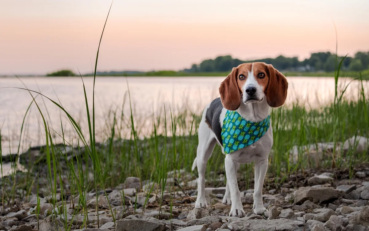Découvrez les prix détection canine punaise de lit 2025 : ce qui change en 2026