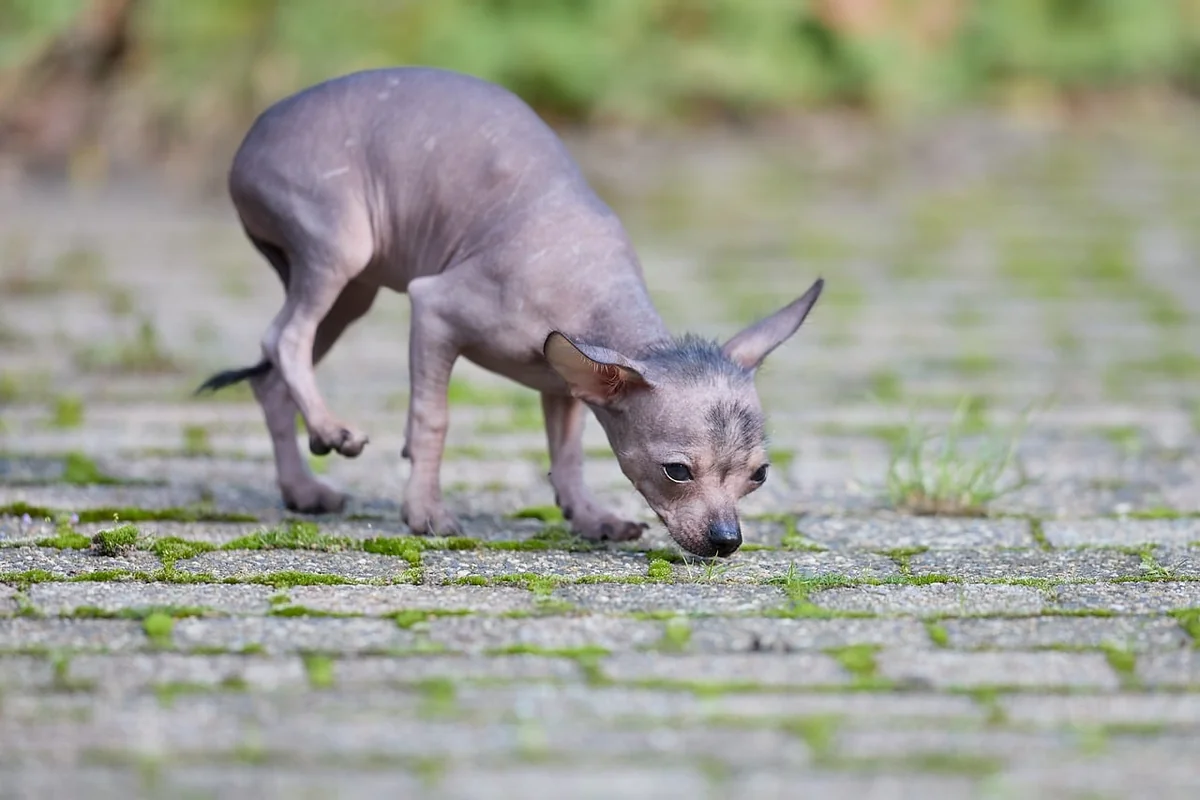 Comment choisir un chien détecteur sans se faire avoir