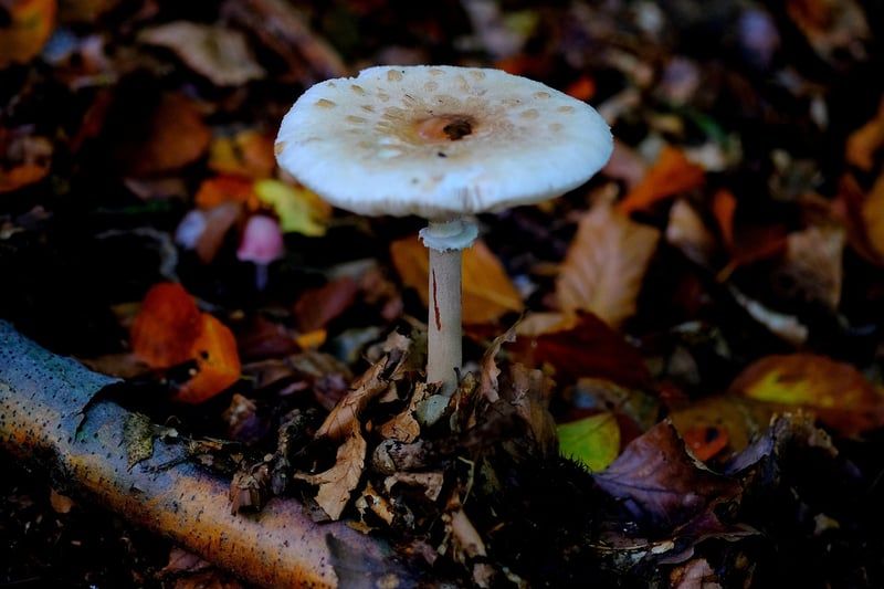 Découvrez le mystérieux champignon bolet jaune : secrets et recettes de 2026