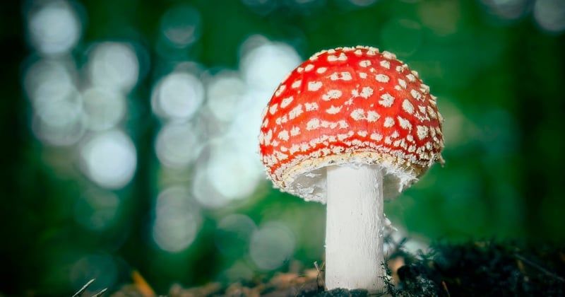Ce champignon ressemblant à la mérule qui peut vous tromper