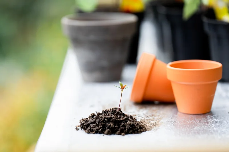 Outils de jardinage et plantes d’intérieur